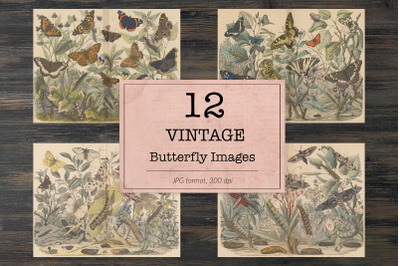 Vintage butterfly, ephemera classics