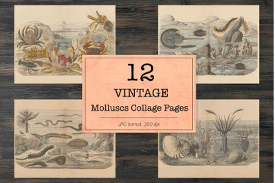 Vintage crustaceans illustrations