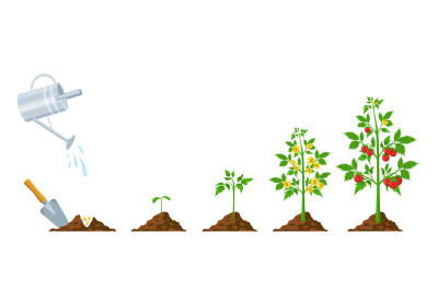 Tomato growth. Stages of plant seeding, flowering and fruiting. Vegeta