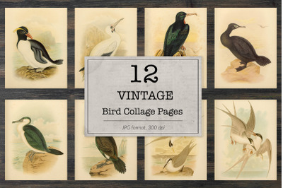 Vintage birds of Australia