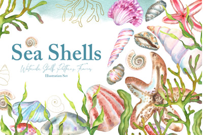 Watercolor Sea Shells Illustration Set