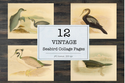 Vintage seabird illustrations