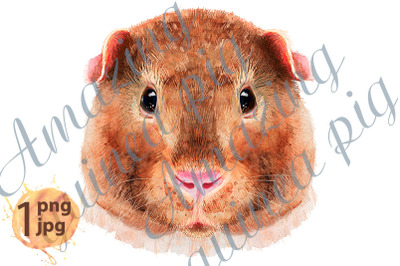 Watercolor portrait of Teddy guinea pig on white background
