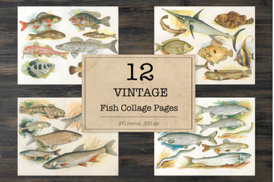 Vintage fish book pages