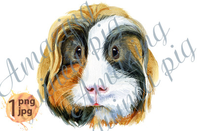 Watercolor Teddy guinea pig illustration