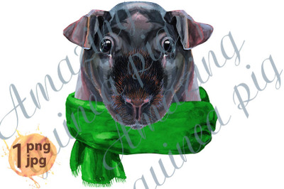 Watercolor portrait of Skinny Guinea Pig in green scarf
