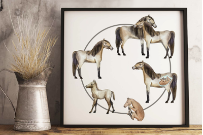 Horse Life Cycle Clip Arts and Print