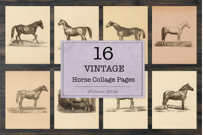 Vintage horse illustrations