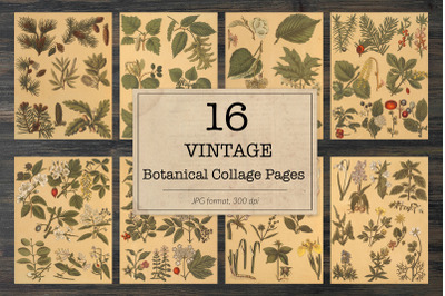 Vintage botanical illustrations