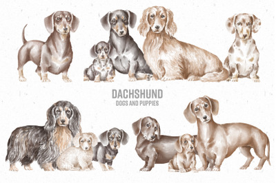 Dachshund dogs and puppies png clipart