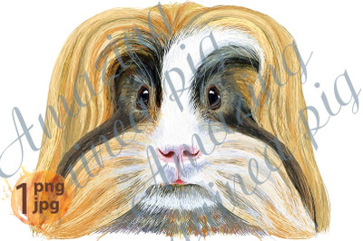 Watercolor portrait of Sheltie Guinea Pig on white background