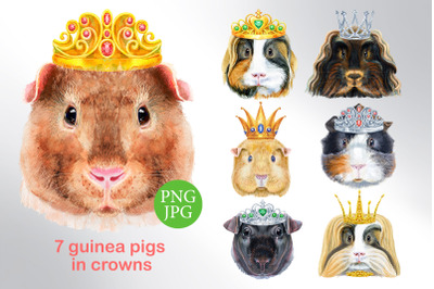 Watercolor guinea pigs in crowns