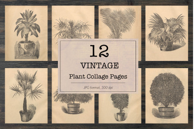 Vintage houseplants illustrations