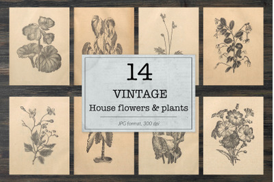 Vintage house flower and plant illustrations