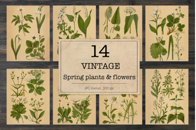 Vintage spring flowers and plants