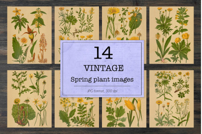 Vintage spring floral backgrounds