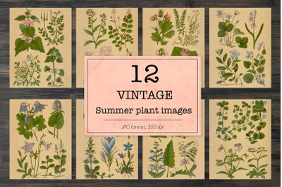 Vintage summer floral backgrounds