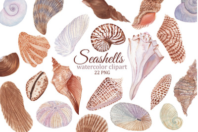 Seashell watercolor clipart, summer travel PNG, ocean beach clipart fo