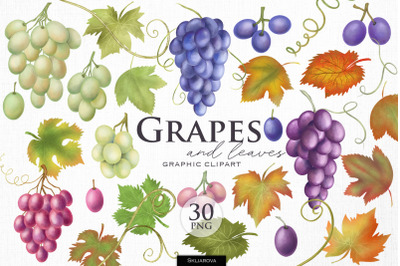 Grapes and leaves clipart