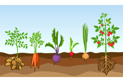 Vegetables in soil. Grow farm plants, potato, tomato, onion, radish, b