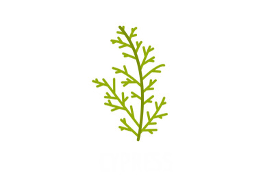 Cypress leaf icon, flat style