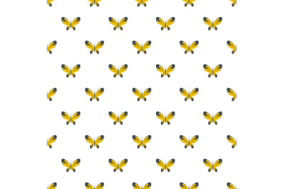 Wide wing butterfly pattern seamless