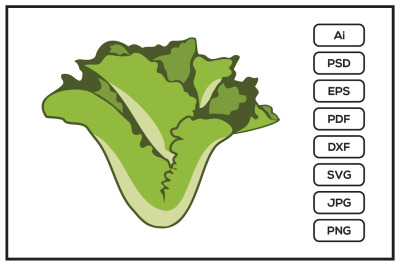 Lettuce salad design illustration