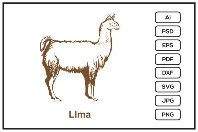 Realistic llama hand drawn design illustration