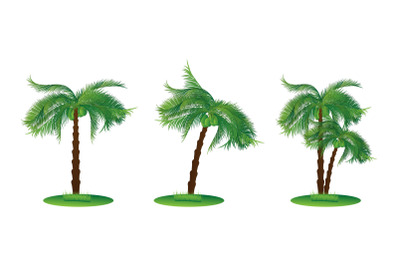 coconut tree collection