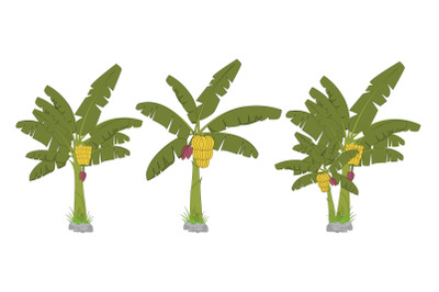 cute banana tree illustration