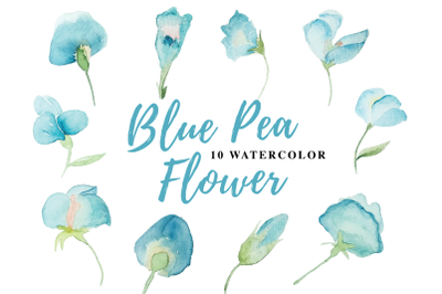 10 Watercolor Blue Pea Flower Illustration Graphics