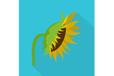 Sunflower icon, flat style