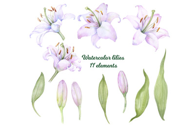 Watercolor hand painted flower lilies Clipart