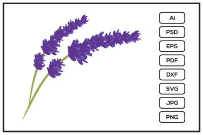 Lavender flower design illustration