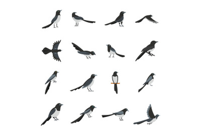 Magpie crow bird icons set flat style