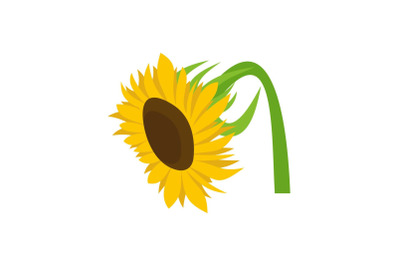Beautiful sunflower icon, flat style