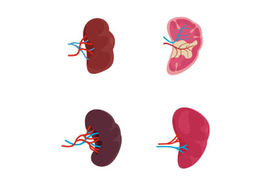 Spleen milt anatomy icons set vector isolated