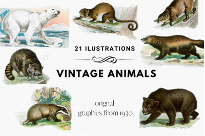 Antique Animal Clipart Set, Vintage Polar Bear Clipart