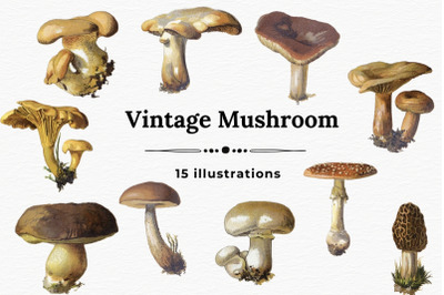 Mushroom Vintage Images, Junk Journal Mushroom Cards