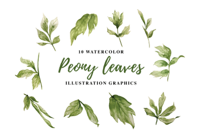 10 Watercolor Peony leaves Illustration Graphics