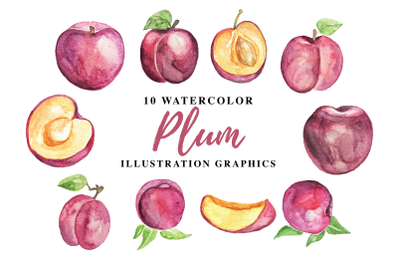 10 Watercolor Plum Illustration Graphics