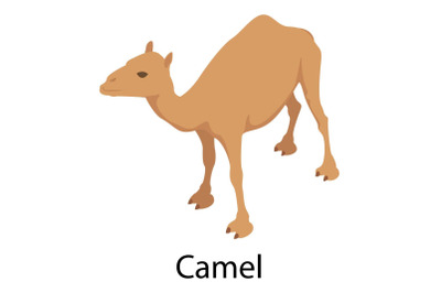 Camel icon, isometric style