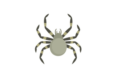 Tarantum spider icon, flat style