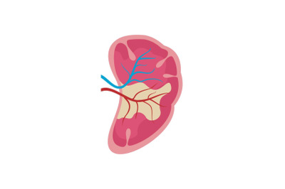 Half kidney icon, flat style