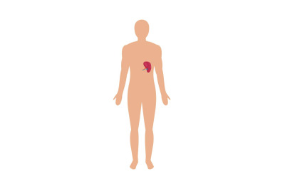 Front view of human spleen icon, flat style
