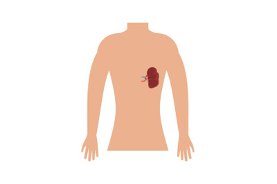 Human spleen icon, flat style