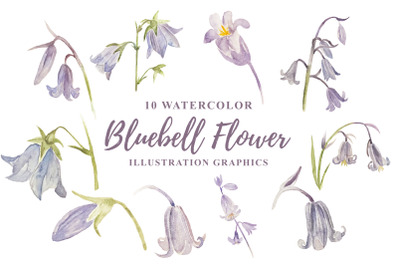 10 Watercolor Bluebell Flower Illustration Graphics