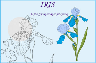 Bouquet of iris flowers