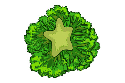 Broccoli cabbage icon, cartoon style