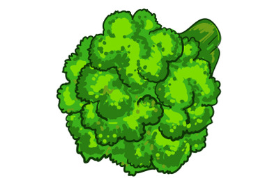 Natural broccoli icon, cartoon style